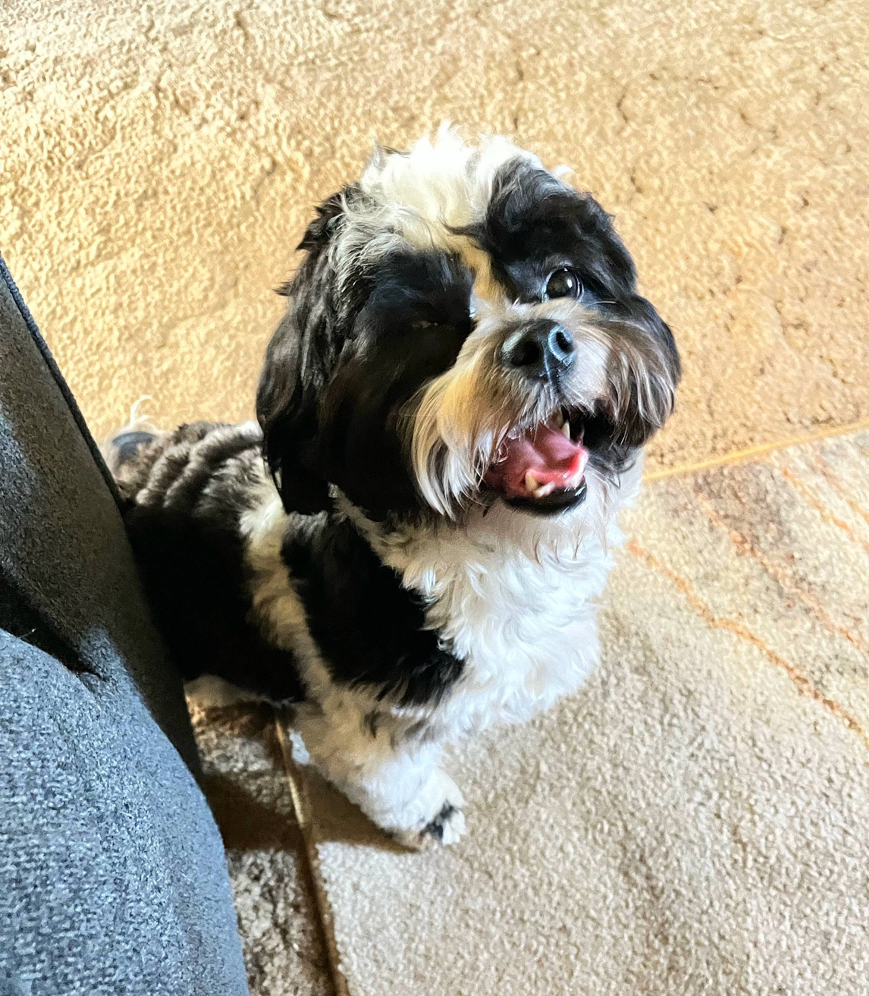 Cooper joined the competition — help win amazing prizes! canidae, carnivore, companion_dog, dog, dog_breed, dog_collar, fur, liver, mal_shi, maltepoo, poodle_crossbreed, shih_poo, shih_tzu, small_terrier, snout, sporting_group, terrestrial_animal, terrier, toy_dog, working_animal