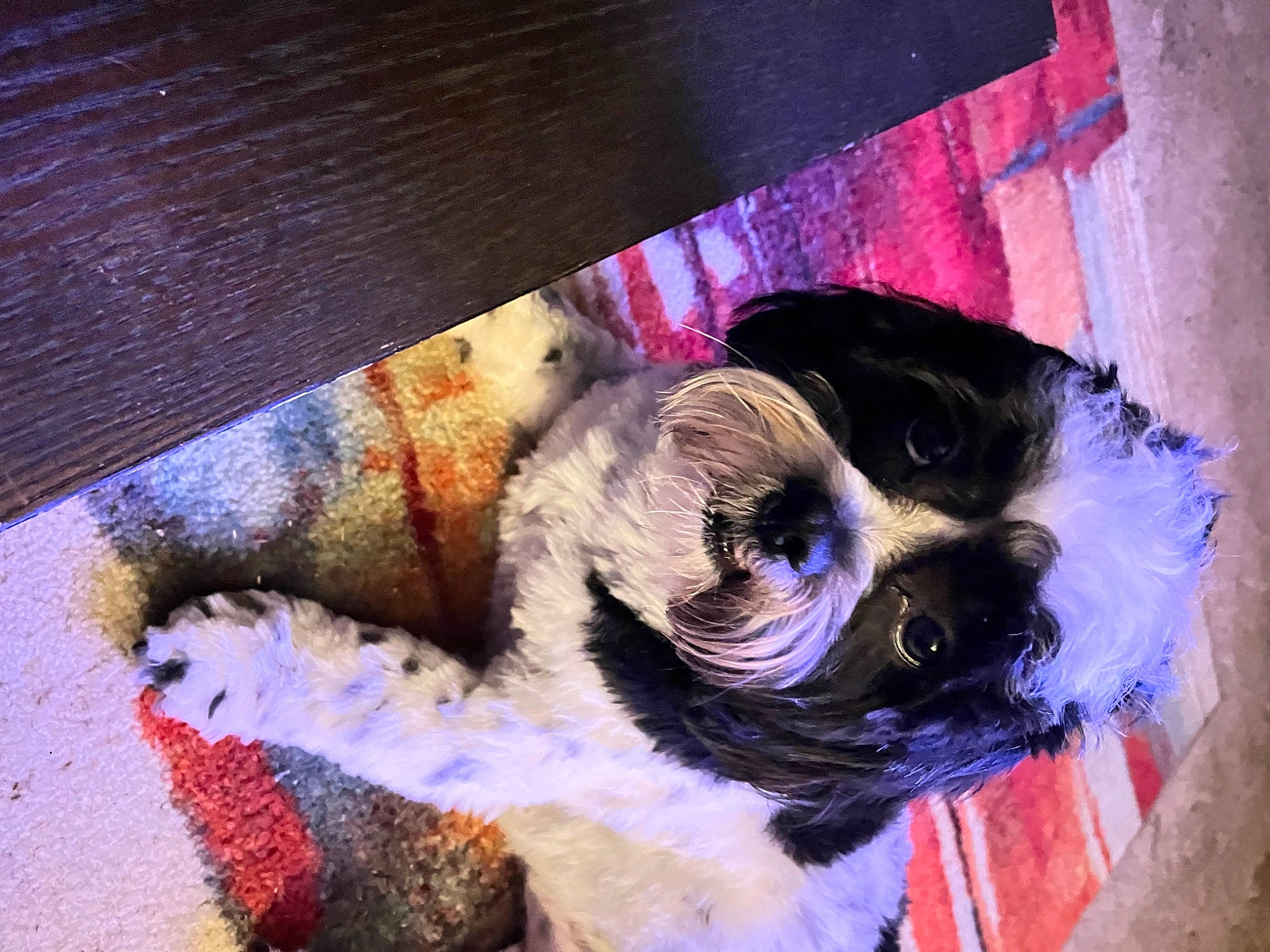 Cooper is registered to the contest to win money with this photo: art, carnivore, companion_dog, dog_breed, electric_blue, eyewear, fawn, felidae, fur, glasses, graffiti, magenta, paint, purple, small_to_medium_sized_cats, snout, tail, tints_and_shades, visual_arts, whiskers