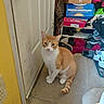 cat, orange_cat, white_cat, indoor, carpet, door, clutter, shoes, box, clothing, storage, pet, animal, floor, feline, messy, household, container, sitting, curious