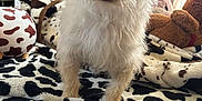 Gavilan is registered to the contest to win money with this photo: animal, ball, blanket, canine, couch, cushion, dog, face, football, furniture, head, homedecor, indoors, linen, person, pet, poodle, puppy, terrier, whitedog
