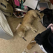 Gavilan is registered to the contest to win money with this photo: dog, floor, bag, paper, sandal, foot, clutter, indoor, pet, fur, sleeping, messy, tile_floor, casual, household_items, relaxing, cozy, scruffy, domestic, resting