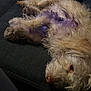 Gavilan is registered to the contest to win money with this photo: dog, couch, fur, purple_dye, relaxed, indoor, pet, lying_down, close_up, furry, snout, ear, person, blue_shirt, resting, domestic_animal, canine, home, animal, companion