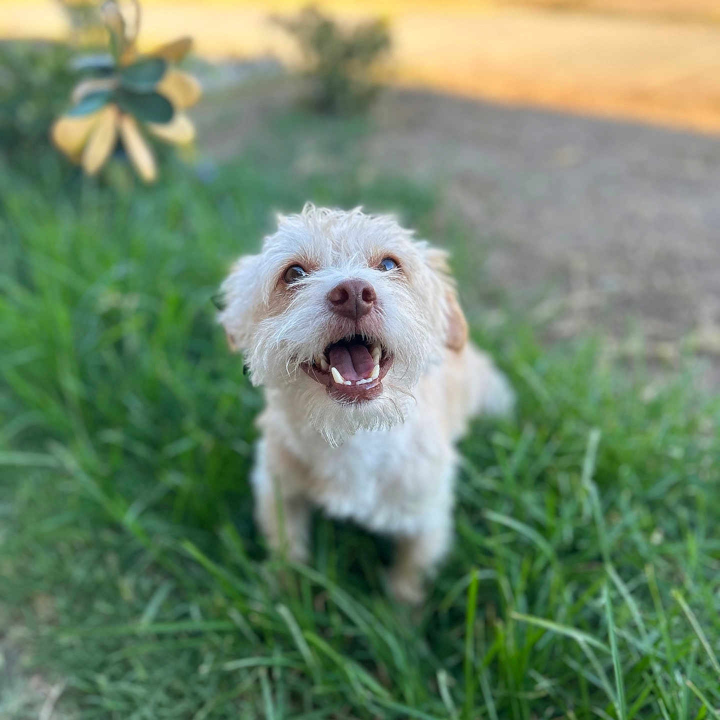 Gavilan joined the competition — help win amazing prizes! animal, ball, canine, dog, field, flower, football, grass, grassland, lawn, nature, outdoors, pet, plant, poodle, puppy, soccer, terrier, vegetation, whitedog