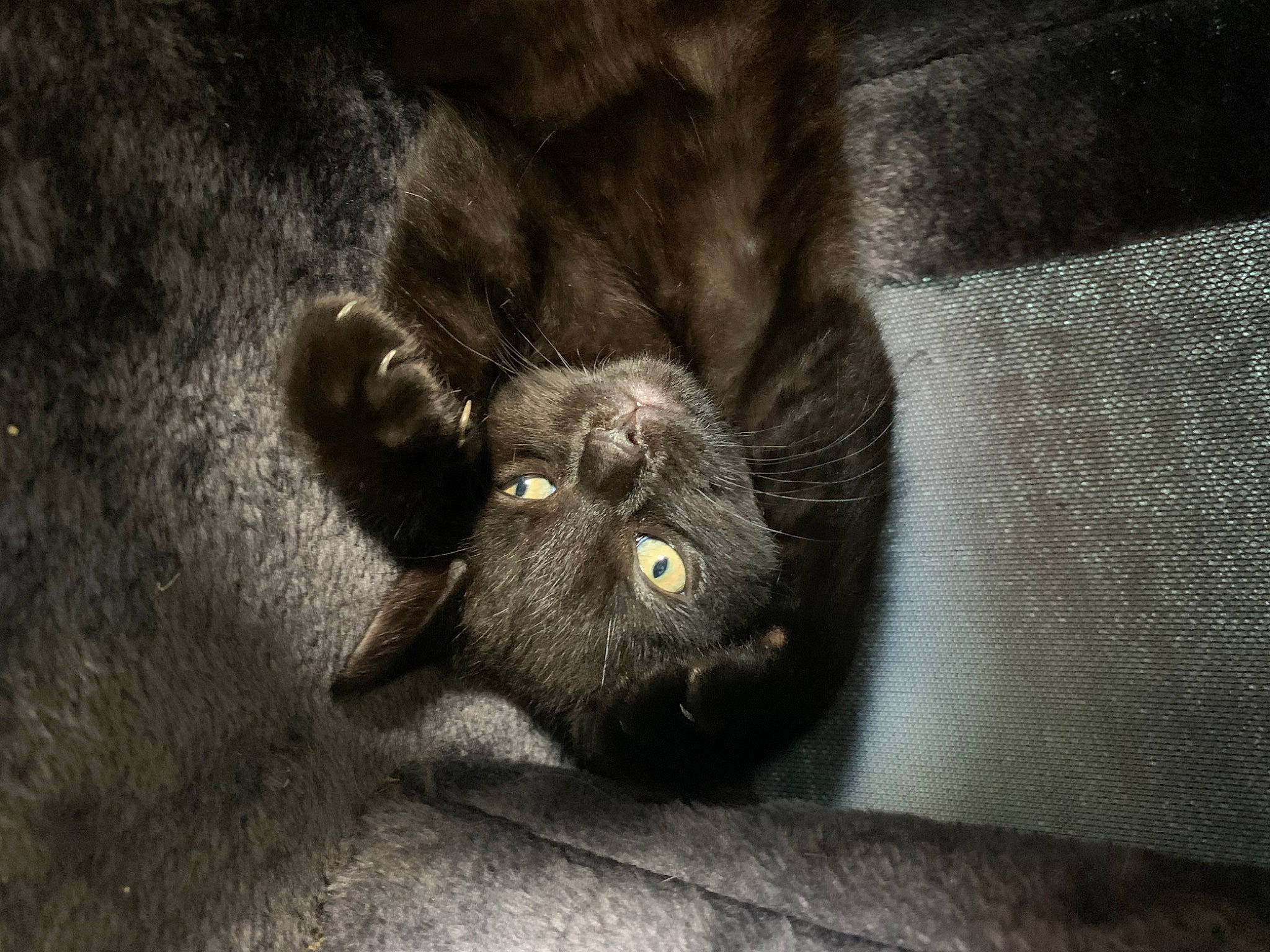 Jeremy joined the competition — help win amazing prizes! black_cat, carnivore, cat, eye, felidae, fur, korat, small_to_medium_sized_cats, snout, whiskers