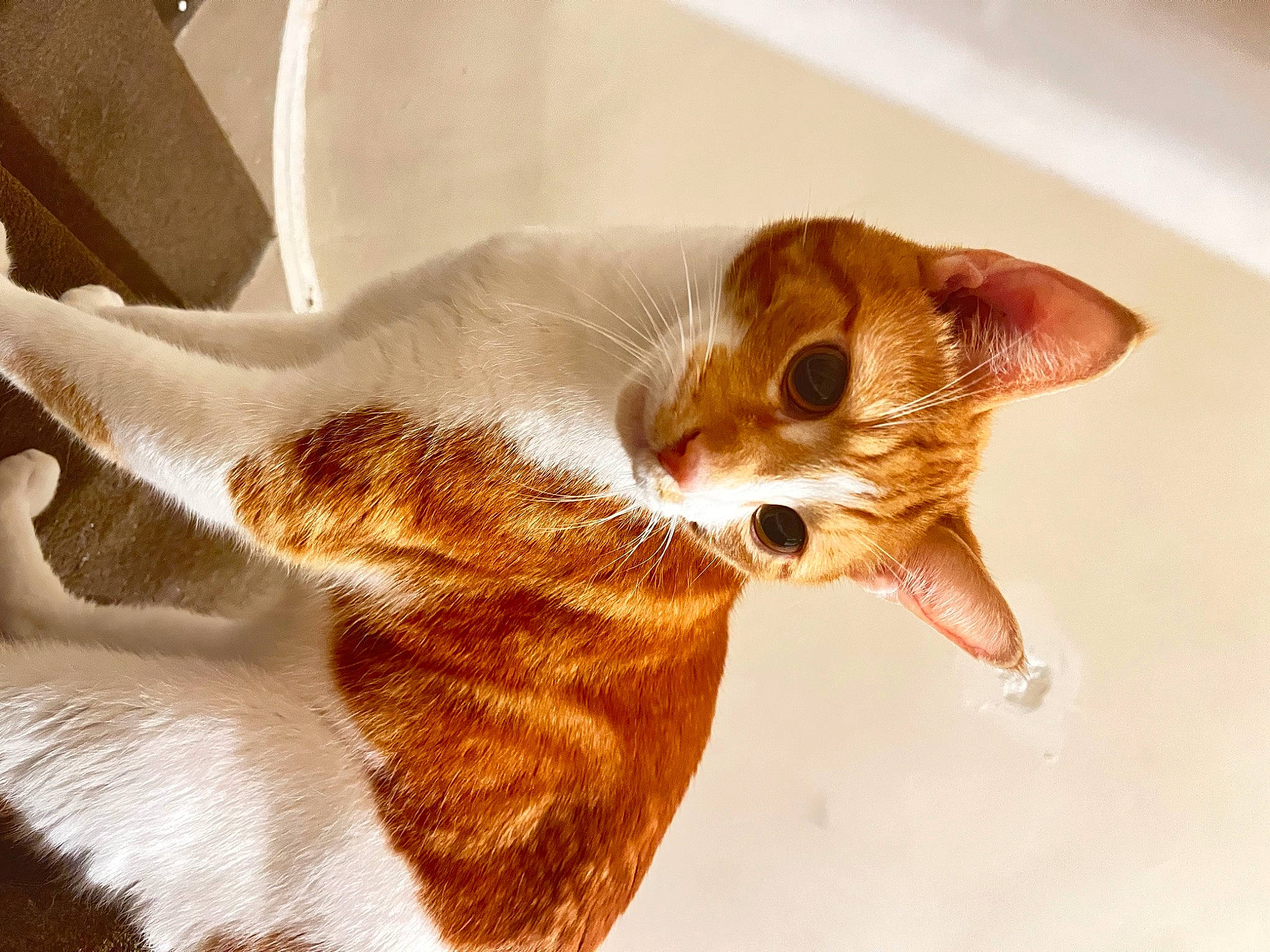 Jeremy is registered to the contest to win money with this photo: bed, carnivore, cat, claw, comfort, domestic_short_haired_cat, ear, fawn, felidae, fur, linens, paw, peach, sand, small_to_medium_sized_cats, snout, tail, terrestrial_animal, whiskers, wildlife