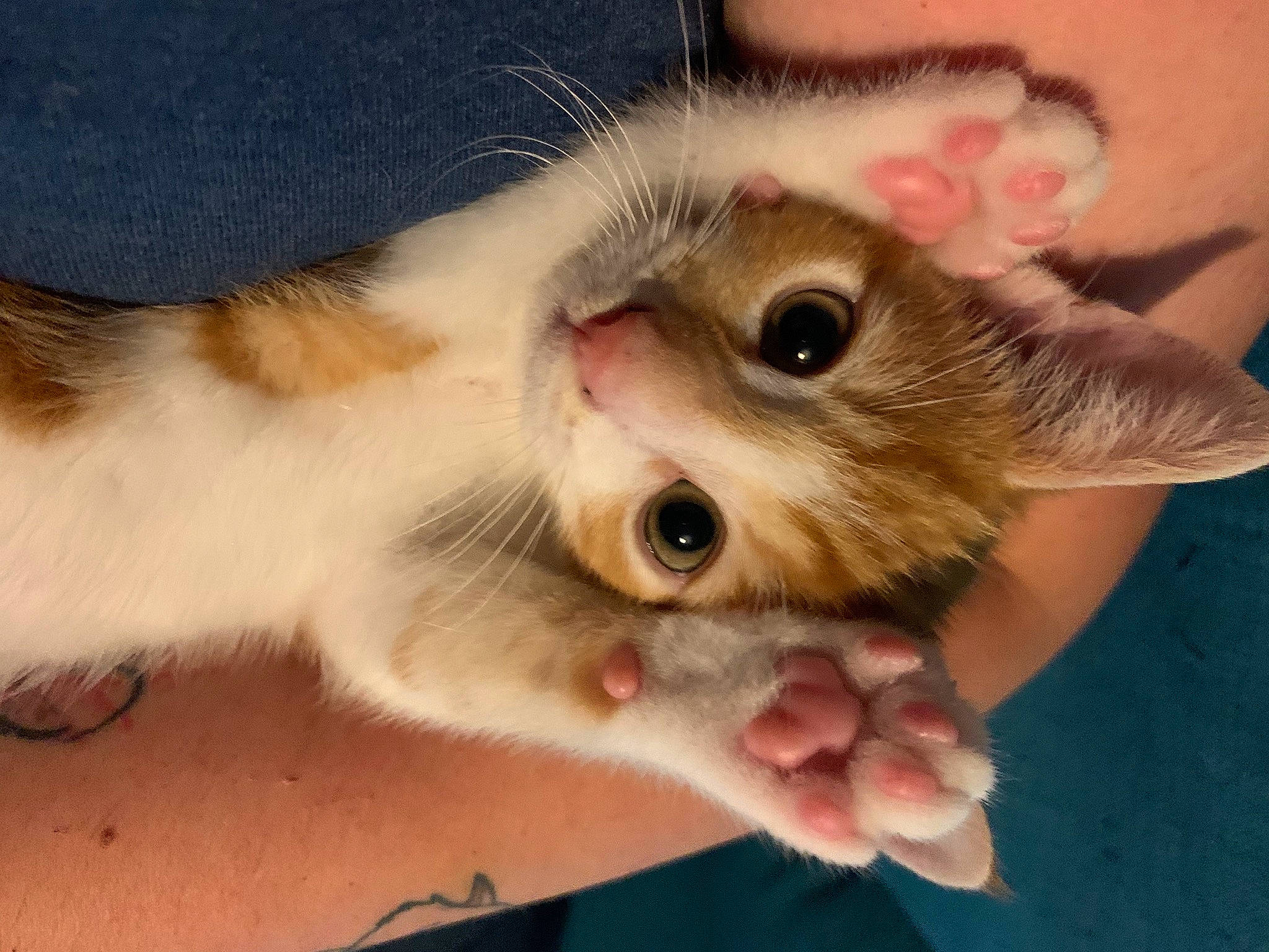 Mickey joined the competition — help win amazing prizes! aegean_cat, carnivore, cat, claw, european_shorthair, eye, felidae, iris, kitten, mammal, mouth, munchkin, nose, paw, polydactyl_cat, singapura, skin, small_to_medium_sized_cats, snout, whiskers