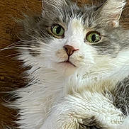 Pickles joined the competition — help win amazing prizes! cat, green_eyes, fluffy, white_fur, gray_fur, whiskers, pet, animal, cute, lying_down, close_up, wooden_floor, indoor, feline, curious, relaxed, portrait, soft_fur, domestic_cat, face