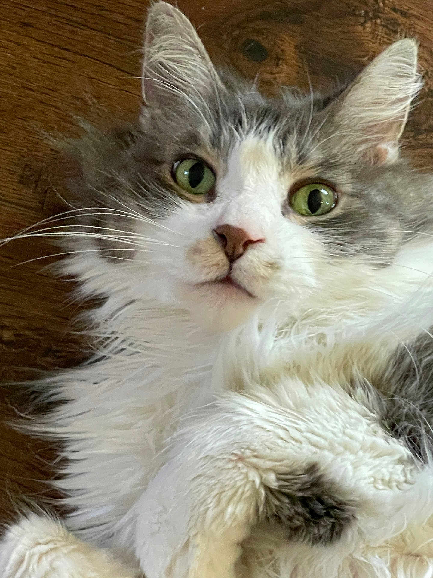 Pickles joined the competition — help win amazing prizes! cat, green_eyes, fluffy, white_fur, gray_fur, whiskers, pet, animal, cute, lying_down, close_up, wooden_floor, indoor, feline, curious, relaxed, portrait, soft_fur, domestic_cat, face