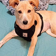 Willow joined the competition — help win amazing prizes! animal, bed, black, blanket, canine, comfortable, cute, dog, domestic, ears, fur, harness, indoor, looking, lying_down, pet, pillow, relaxed, snout, tan