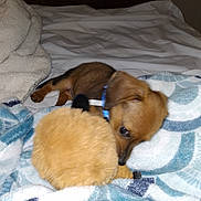 Windsor joined the competition — help win amazing prizes! animal, bed, blanket, brown, collar, cozy, cute, dog, fabric, fur, furniture, indoor, pet, playful, puppy, resting, small, soft, toy, wood