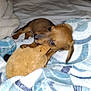 Windsor is registered to the contest to win money with this photo: animal, bed, blanket, brown_dog, comfort, cozy, cute, dog, fabric, fur, home, indoor, lying_down, pet, playing, puppy, resting, small_dog, soft_toy, toy