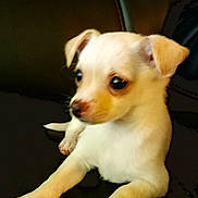 Dolly joined the competition — help win amazing prizes! puppy, dog, small_dog, pet, cute, young, white_fur, brown_ears, leather_couch, indoor, animal, adorable, sitting, looking_away, paws, closeup, domestic_animal, fur, companion, resting