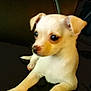 puppy, dog, small_dog, pet, cute, young, white_fur, brown_ears, leather_couch, indoor, animal, adorable, sitting, looking_away, paws, closeup, domestic_animal, fur, companion, resting