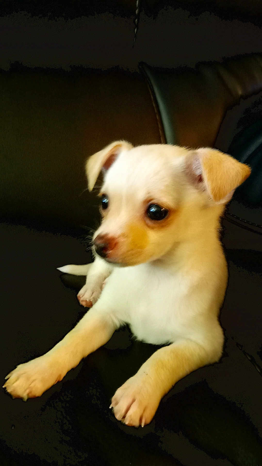 Dolly joined the competition — help win amazing prizes! puppy, dog, small_dog, pet, cute, young, white_fur, brown_ears, leather_couch, indoor, animal, adorable, sitting, looking_away, paws, closeup, domestic_animal, fur, companion, resting