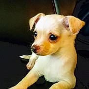 Dolly is registered to the contest to win money with this photo: puppy, dog, small_dog, pet, cute, animal, fur, ears, paw, leather, couch, indoor, laying, young_dog, brown_and_white, closeup, curious, sitting, domestic_animal, companion