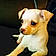 Dolly