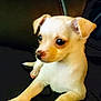 puppy, dog, small_dog, pet, cute, animal, fur, ears, paw, leather, couch, indoor, laying, young_dog, brown_and_white, closeup, curious, sitting, domestic_animal, companion