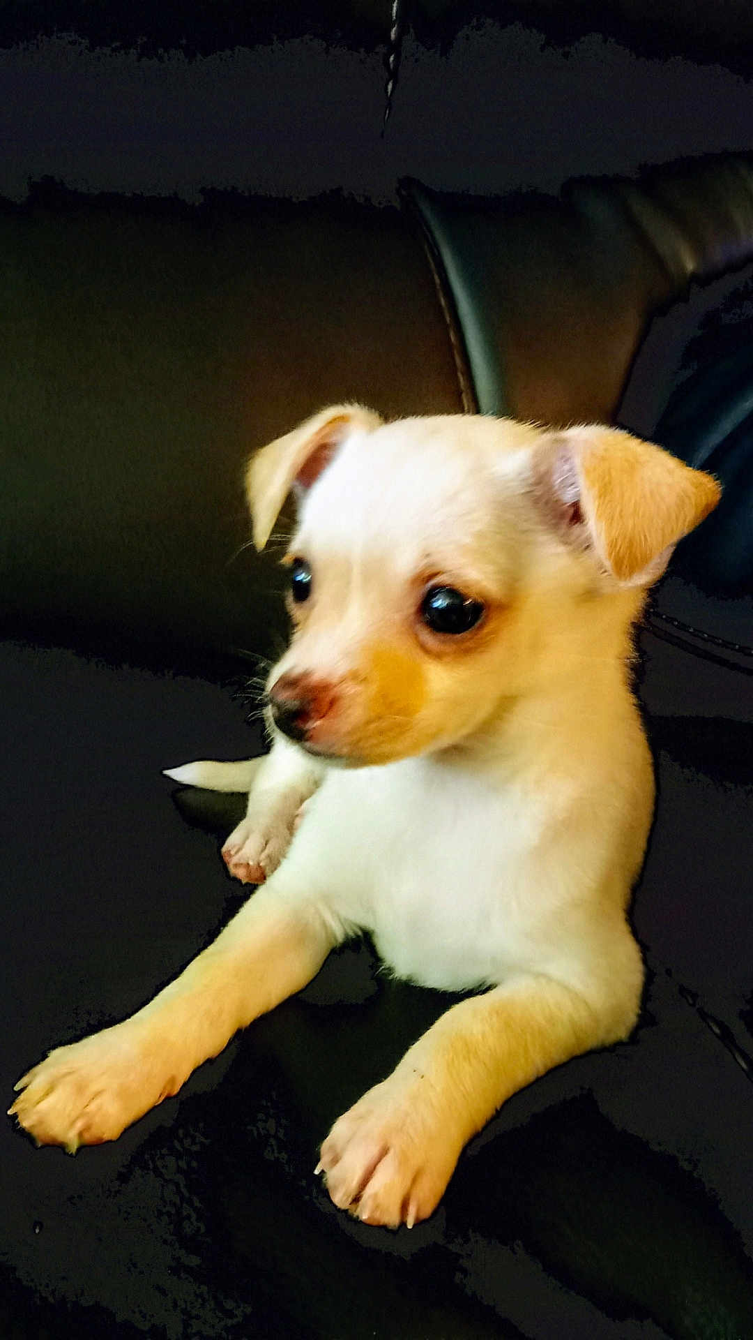 Dolly