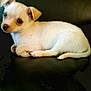 Dolly joined the competition — help win amazing prizes! adorable, animal, companion, cute, dog, domestic_animal, ears, fur, indoor, leather_couch, looking, lying_down, paw, pet, puppy, resting, small_dog, tail, white_dog, young_dog