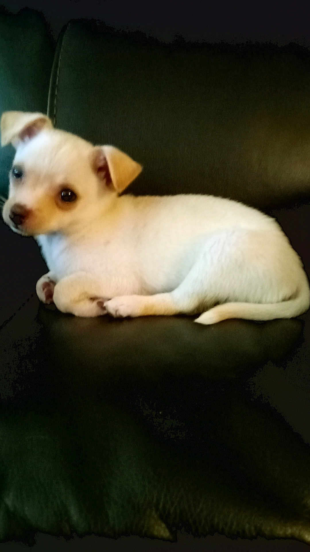 Dolly