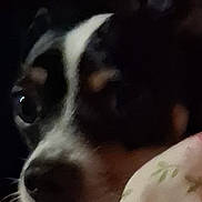 Rocky is registered to the contest to win money with this photo: dog, close_up, blurry, dim_lighting, face, snout, eye, pet, animal, dark, indoor, furry, muzzle, black_and_white, companion, cute, portrait, canine, soft_focus, shadow