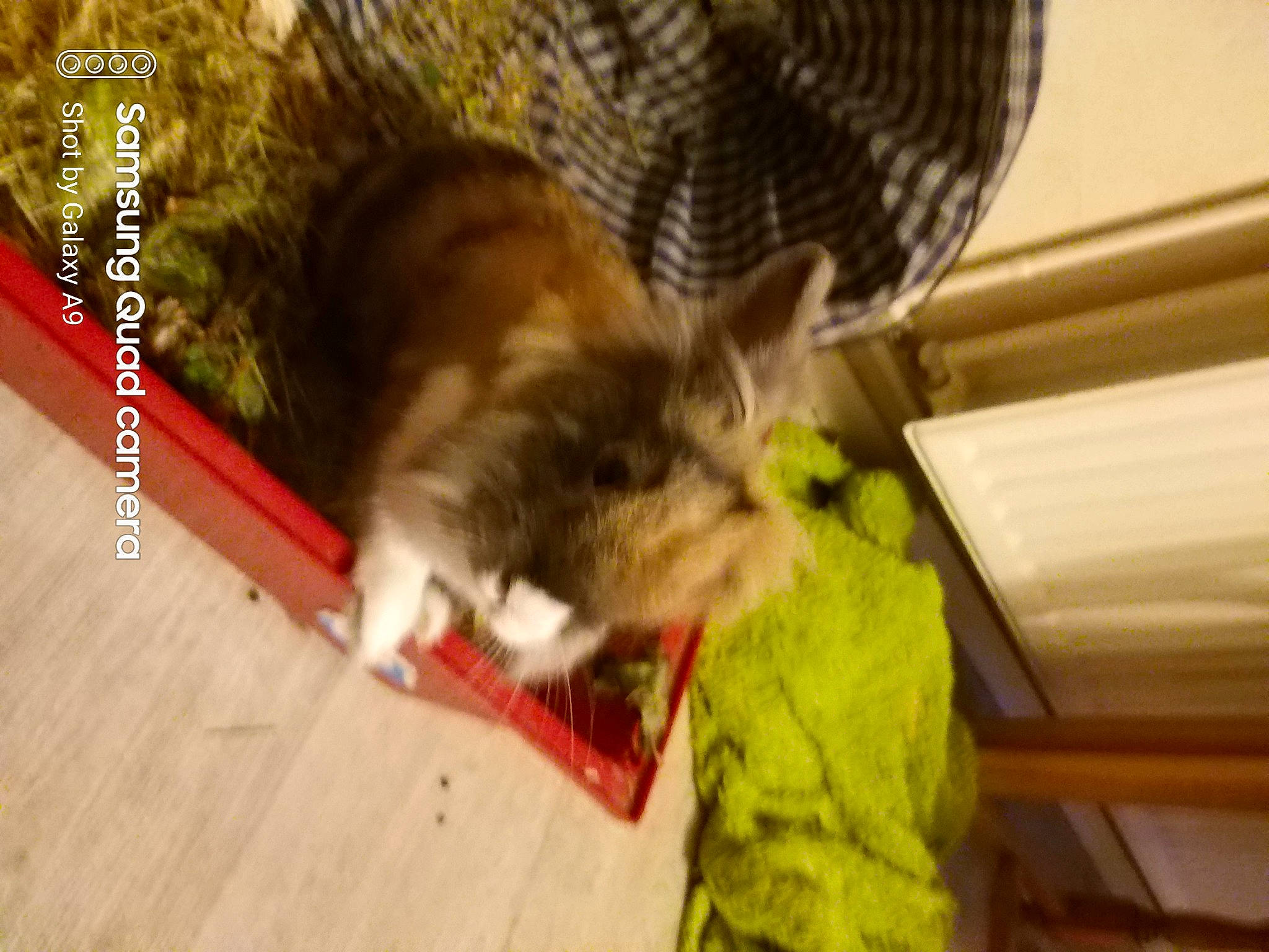 Loulou participe au concours pour gagner de l'argent avec cette photo : carnivore, cat, european_shorthair, felidae, kitten, maine_coon, mammal, norwegian_forest_cat, rabbit, rabbits_and_hares, small_to_medium_sized_cats, tabby_cat, whiskers