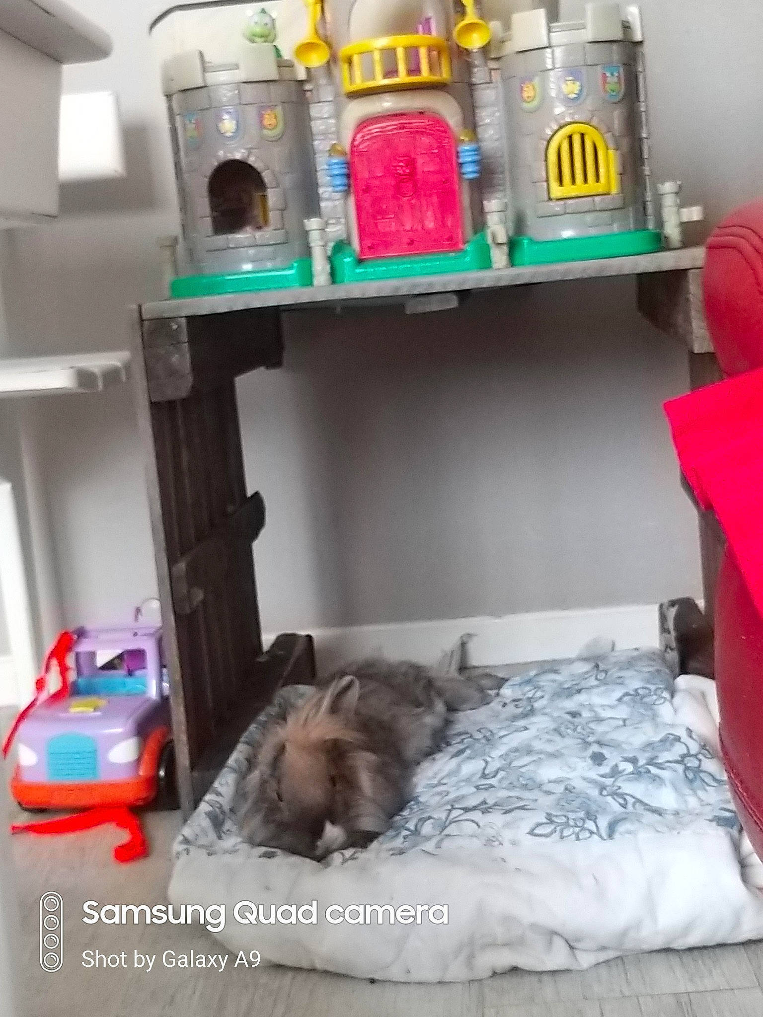 Loulou participe au concours pour gagner de l'argent avec cette photo : cat, felidae, furniture, kitten, play, room, small_to_medium_sized_cats