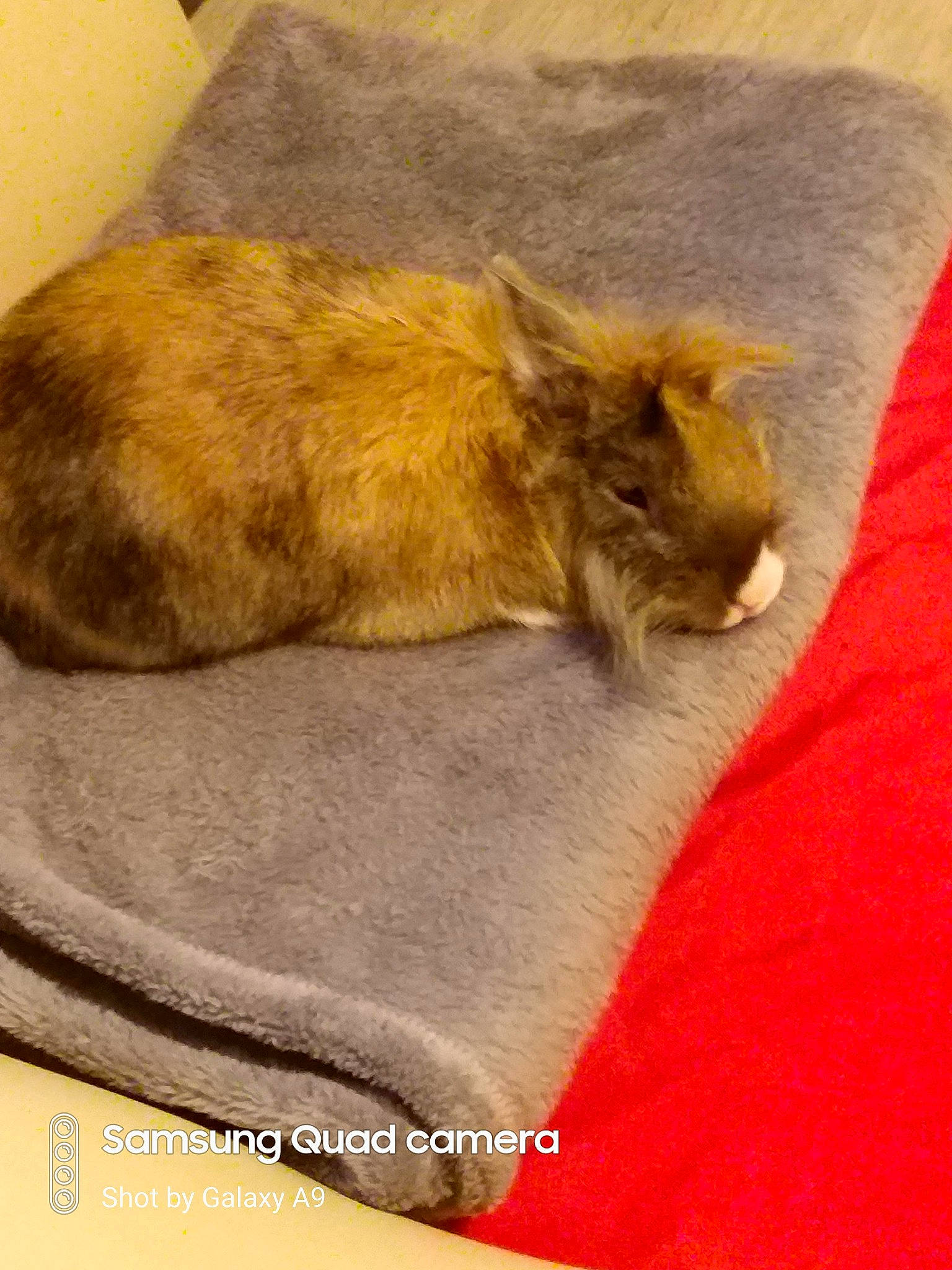 Loulou a rejoint le concours — aidez-le/la à gagner de superbes lots ! carnivore, cat, felidae, fur, nap, sleep, small_to_medium_sized_cats, whiskers