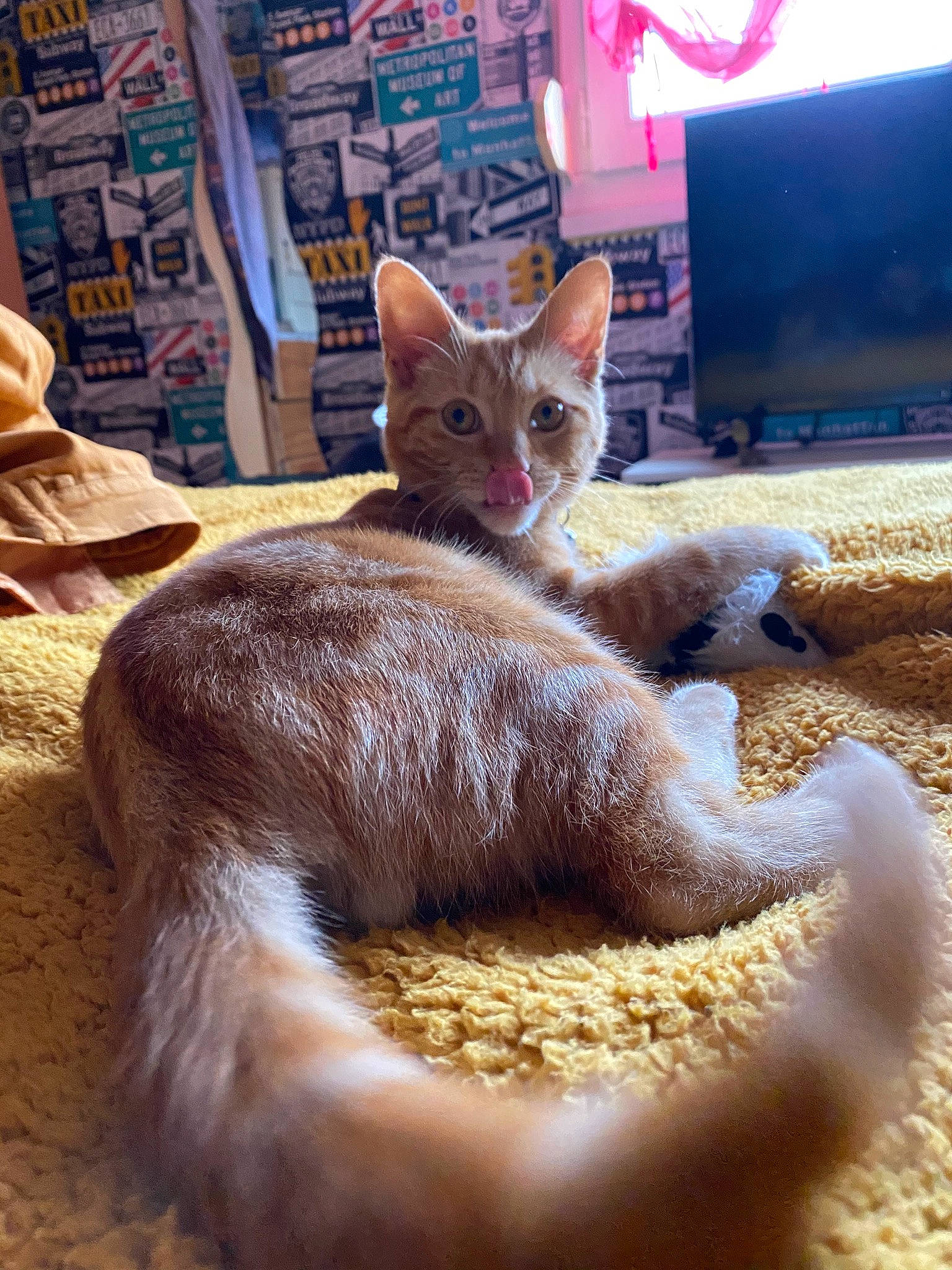 Pumpkin. a rejoint le concours — aidez-le/la à gagner de superbes lots ! abyssinian, carnivore, cat, cat_supply, fawn, felidae, kitten, mammal, small_to_medium_sized_cats, whiskers