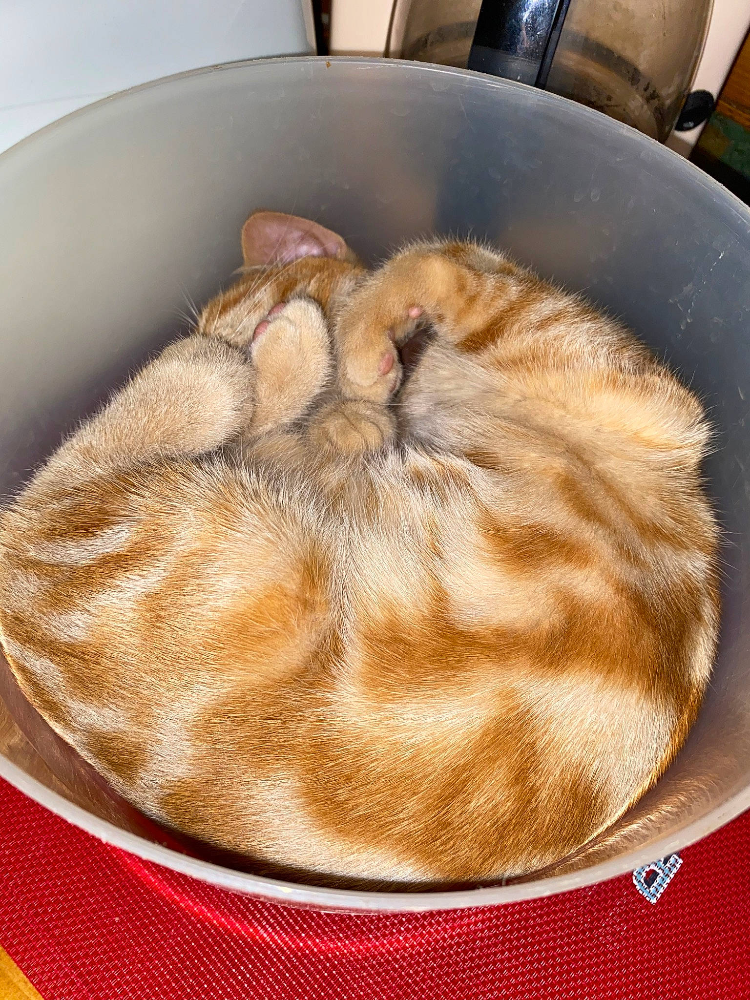 Pumpkin. participe au concours pour gagner de l'argent avec cette photo : cat, cuisine, dish, fawn, felidae, food, fur, ingredient, small_to_medium_sized_cats