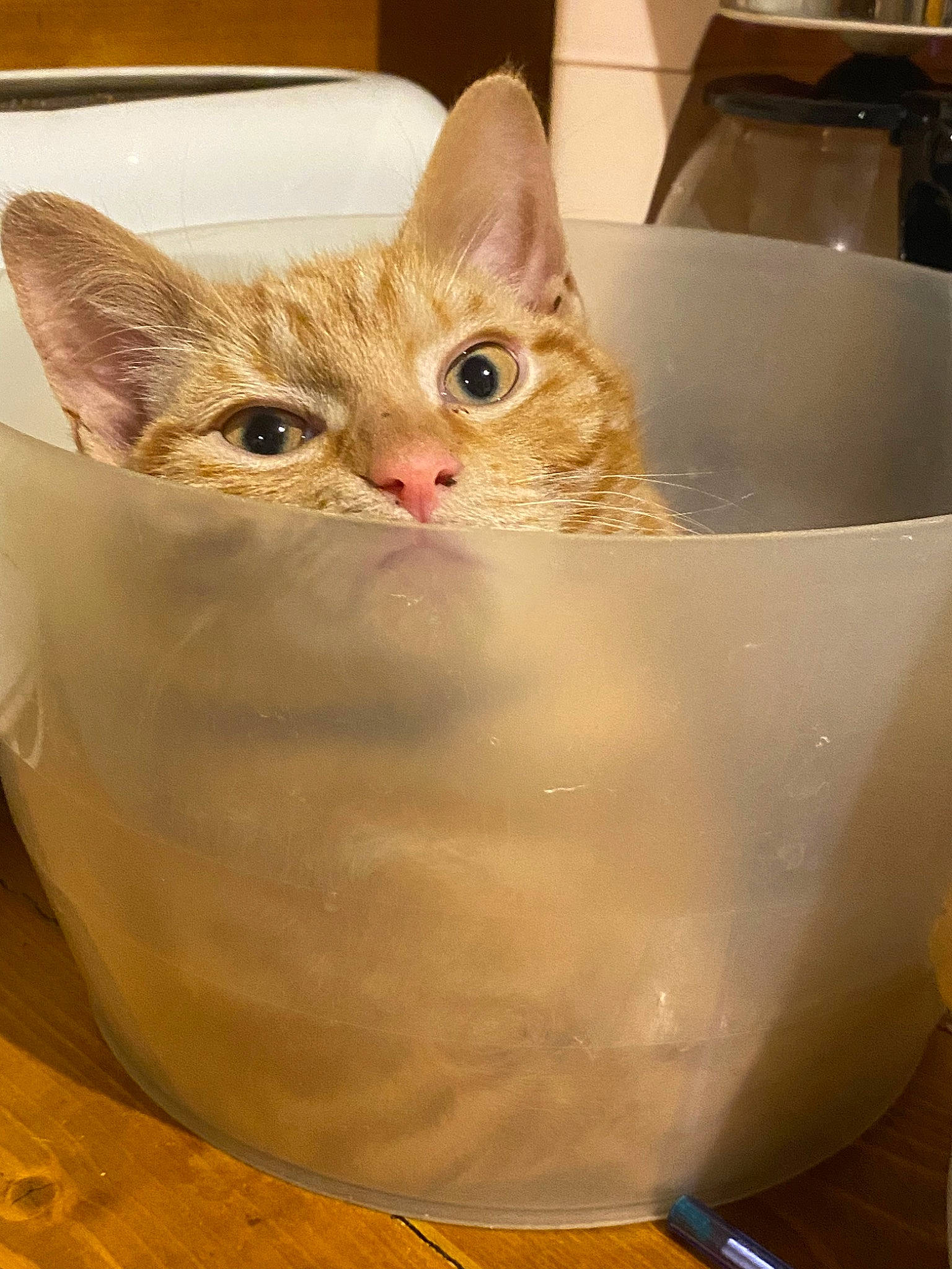 Pumpkin. participe au concours pour gagner de l'argent avec cette photo : arabian_mau, asian, carnivore, cat, domestic_short_haired_cat, european_shorthair, fawn, felidae, german_rex, kitten, mammal, munchkin, small_to_medium_sized_cats, turkish_van, whiskers