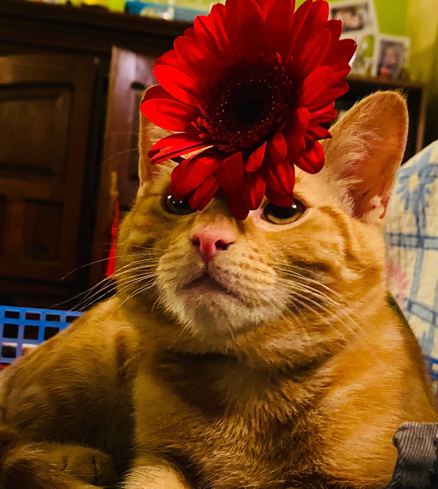 Pumpkin. participe au concours pour gagner de l'argent avec cette photo : asian, carnivore, cat, claw, close_up, domestic_short_haired_cat, european_shorthair, felidae, flower, fur, kitten, nose, plant, small_to_medium_sized_cats, snout, tabby_cat, whiskers