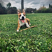 Kiara a rejoint le concours — aidez-le/la à gagner de superbes lots ! dog, grass, stick, outdoor, park, pet, animal, playful, tongue_out, brown_and_white, canine, nature, field, ears_up, happy, lying_down, daytime, cloudy_sky, greenery, smiling