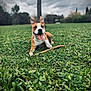 dog, grass, stick, outdoor, park, pet, animal, playful, tongue_out, brown_and_white, canine, nature, field, ears_up, happy, lying_down, daytime, cloudy_sky, greenery, smiling