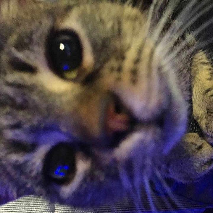 Minouille