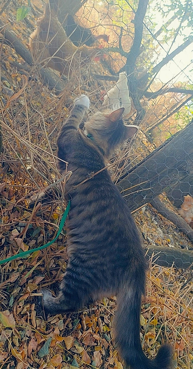 Queency participe au concours pour gagner de l'argent avec cette photo : grass, plant, tail, tree, wood