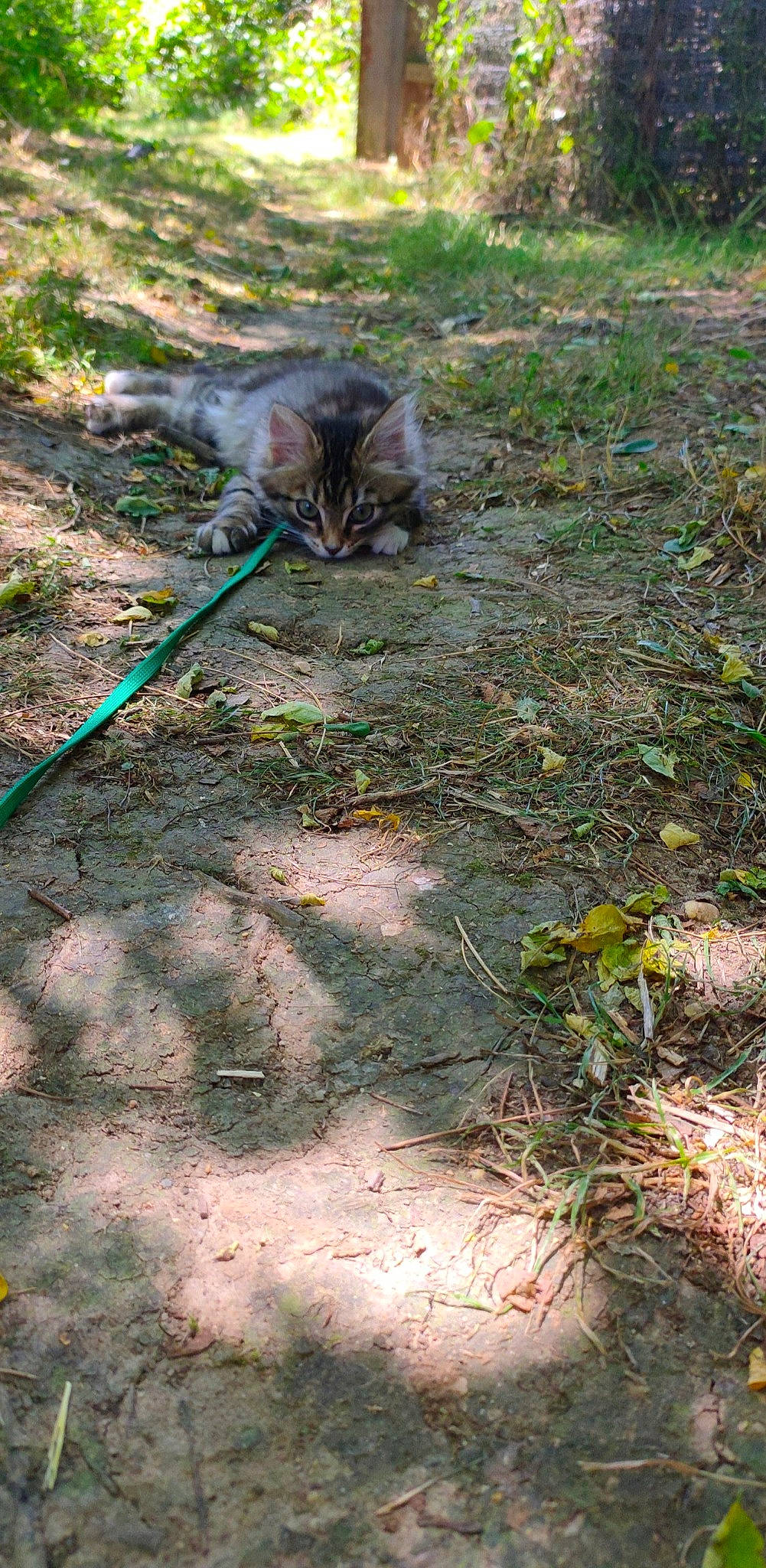 Queency a rejoint le concours — aidez-le/la à gagner de superbes lots ! carnivore, cat, felidae, grass, maine_coon, norwegian_forest_cat, organism, plant, sand, small_to_medium_sized_cats, soil, tail, tree, whiskers, wild_cat