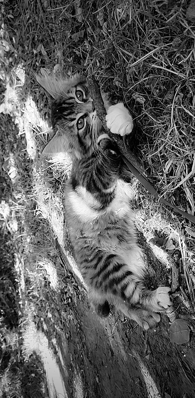 Queency participe au concours pour gagner de l'argent avec cette photo : asian, black_and_white, carnivore, cat, european_shorthair, eye, felidae, fur, monochrome, photography, small_to_medium_sized_cats, snout, tabby_cat, whiskers, wild_cat, wildlife