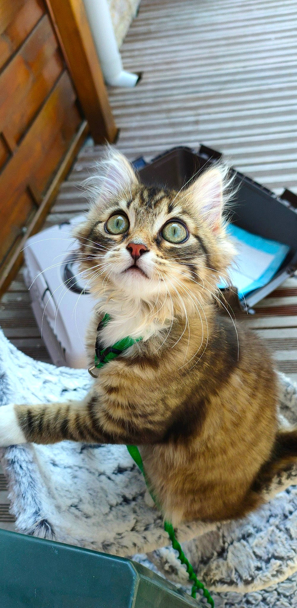 Queency a rejoint le concours — aidez-le/la à gagner de superbes lots ! aegean_cat, american_curl, american_shorthair, asian, carnivore, cat, domestic_short_haired_cat, dragon_li, european_shorthair, felidae, kitten, mammal, norwegian_forest_cat, pixie_bob, siberian, small_to_medium_sized_cats, snout, tabby_cat, vertebrate, whiskers