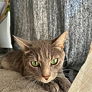 Lewis a rejoint le concours — aidez-le/la à gagner de superbes lots ! cat, gray_cat, green_eyes, tabby, pet, indoor, carpet, curtains, whiskers, close_up, feline, animal, relaxed, soft_light, ears, paws, texture, cozy, looking, resting