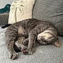 Lewis participe au concours pour gagner de l'argent avec cette photo : cat, sleeping, gray_tabby, couch, blanket, pillow, plush_toy, indoor, pet, relaxing, cozy, feline, resting, domestic, fur, animal, soft_texture, home_decor, peaceful, curled_up