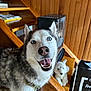 dog, siberian_husky, blue_eyes, smiling, indoor, wooden_stairs, heater, plush_toy, floor_tiles, dog_harness, pet, canine, furniture, cozy, wood_paneling, happy, household, animal, portrait, close_up