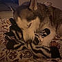 Lancelot participe au concours pour gagner de l'argent avec cette photo : dog, husky, sleeping, toy, plush, bedspread, patterned, indoor, cozy, resting, pet, animal, fur, snuggling, closeup, comfort, cute, domestic, relaxation, companion