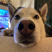 Lancelot participe au concours pour gagner de l'argent avec cette photo : dog, husky, close_up, nose, face, pet, animal, resting, fur, whiskers, indoors, blurred_background, cute, muzzle, ears, lying_down, soft_surface, domestic_animal, portrait, curious