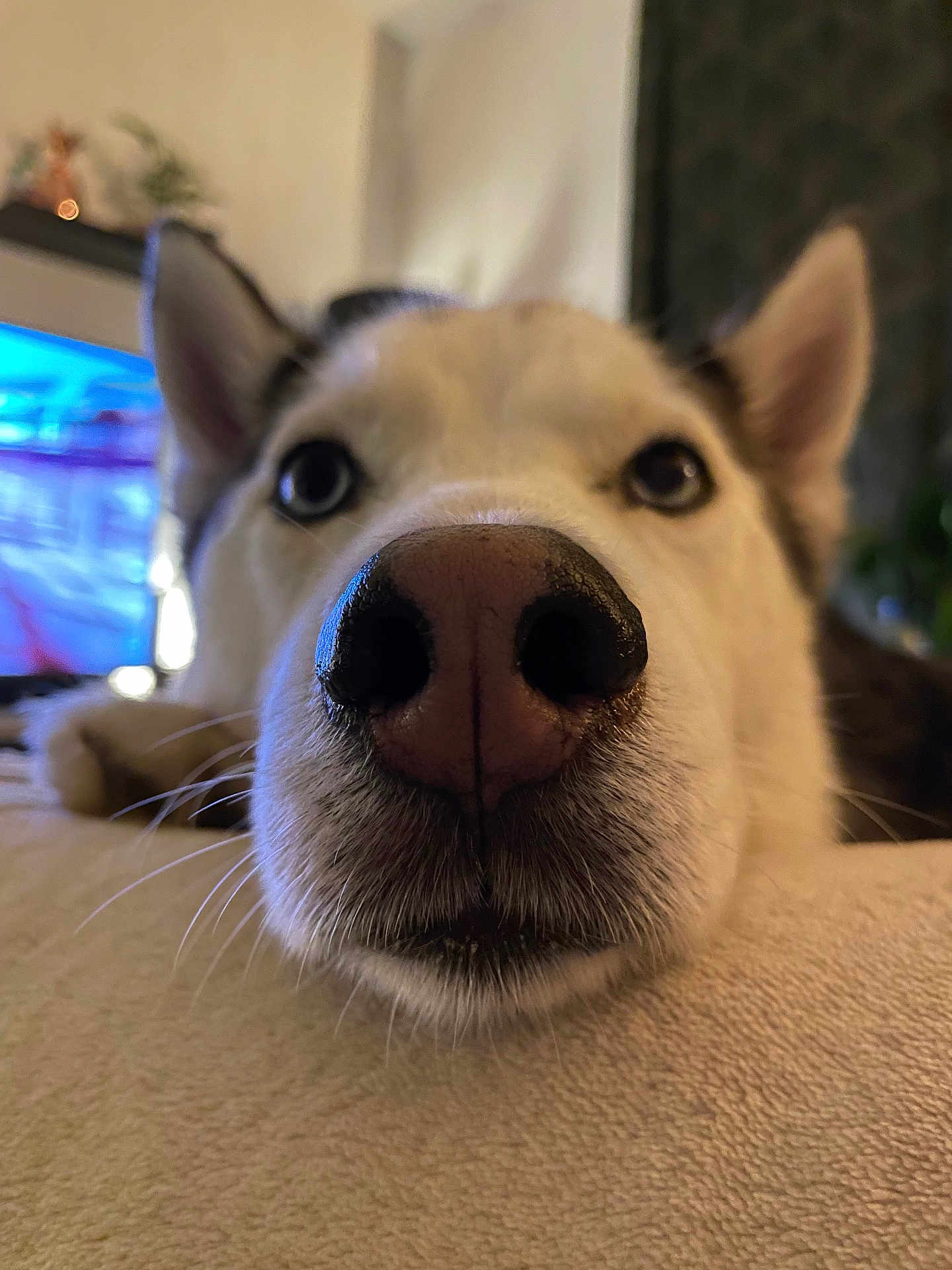 Lancelot participe au concours pour gagner de l'argent avec cette photo : dog, husky, close_up, nose, face, pet, animal, resting, fur, whiskers, indoors, blurred_background, cute, muzzle, ears, lying_down, soft_surface, domestic_animal, portrait, curious