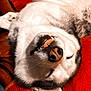 Lancelot a rejoint le concours — aidez-le/la à gagner de superbes lots ! dog, husky, lying_down, upside_down, smiling, teeth, fur, pet, animal, cozy, blanket, orange, relaxed, cute, sleeping, indoors, closeup, face, canine, happy