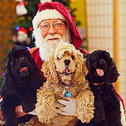 Koko Mr. H Bee joined the competition — help win amazing prizes! santa_claus, dog, cocker_spaniel, pet, animal, christmas, holiday, festive, beard, glasses, tongue_out, indoor, smiling, costume, red_hat, white_gloves, decorations, warm_lighting, portrait, cute