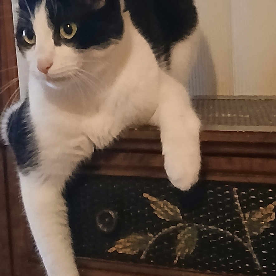 Sweety Boy joined the competition — help win amazing prizes! animal, black_and_white, cabinet, cat, closeup, curious, decorative, domestic, feline, furniture, indoor, leaf_pattern, mammal, paw, pet, relaxed, resting, side_view, wood, yellow_eyes