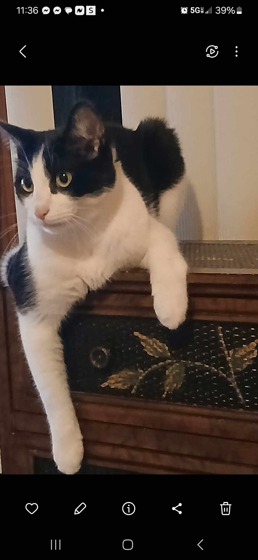 Sweety Boy joined the competition — help win amazing prizes! cat, black_and_white, feline, pet, animal, indoor, cabinet, wood, decorative, leaf_pattern, paw, curious, yellow_eyes, relaxed, resting, furniture, closeup, side_view, domestic, mammal