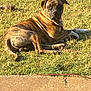 animal, brindle, canine, collar, curious, daytime, dog, ears, fur, grass, leash, lying_down, mammal, nature, outdoor, pet, relaxed, sidewalk, sunlight, watchful